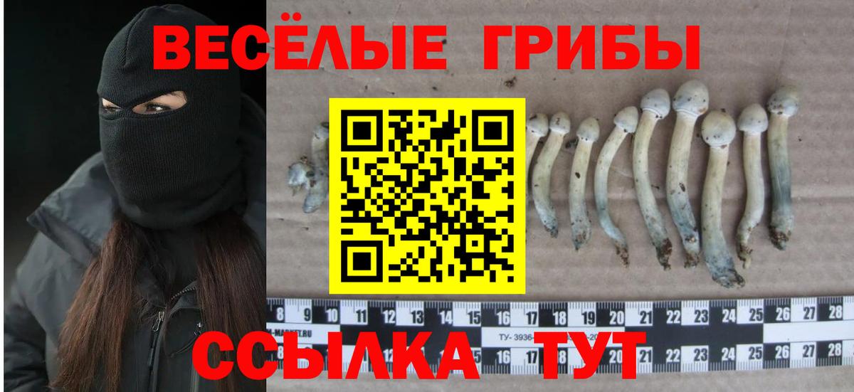 Галлюциногенные грибы прущие грибы Ростов-на-Дону